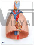 Lung Model with larynx, 7 part